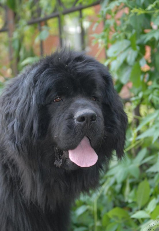 Фотография № 155568