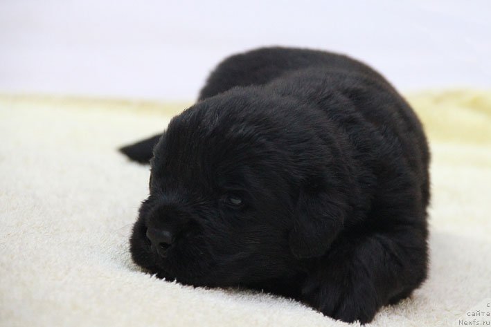 Фото: ньюфаундленд Яхтай с Берега Дона (Yahtay s Berega Dona)