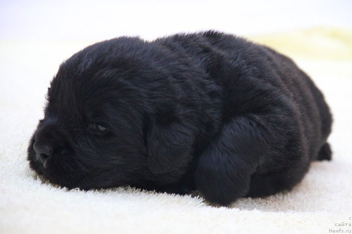 Фото: ньюфаундленд Яхтай с Берега Дона (Yahtay s Berega Dona)
