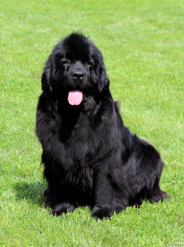 Фотография № 155585