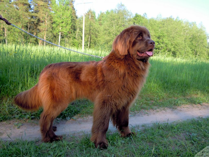 Фото: ньюфаундленд Фанньюф Анна Барбара Иулия