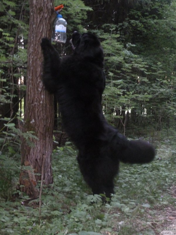 Фото: ньюфаундленд На Гребне Волны Королевский Сын