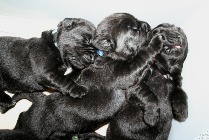 Фото: ньюфаундленд Черная Мафия Шот ин тхе Дарк (Chernaya Mafia Shot in the Dark), ньюфаундленд Черная Мафия Шаке анд Плау (Chernaya Mafia Shake and Play), ньюфаундленд Черная Мафия Шорт анд Свеет (Chernaya Mafia Short and Sweet)