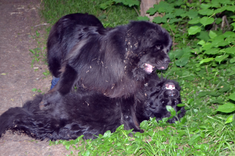 Фото: ньюфаундленд Лепесток Лилии, ньюфаундленд Лемюэль Дериен
