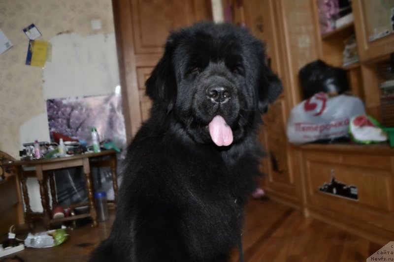 Фотография № 155606