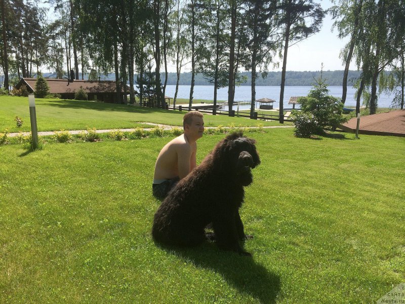 Фото: ньюфаундленд Смигар Ученик Чародея