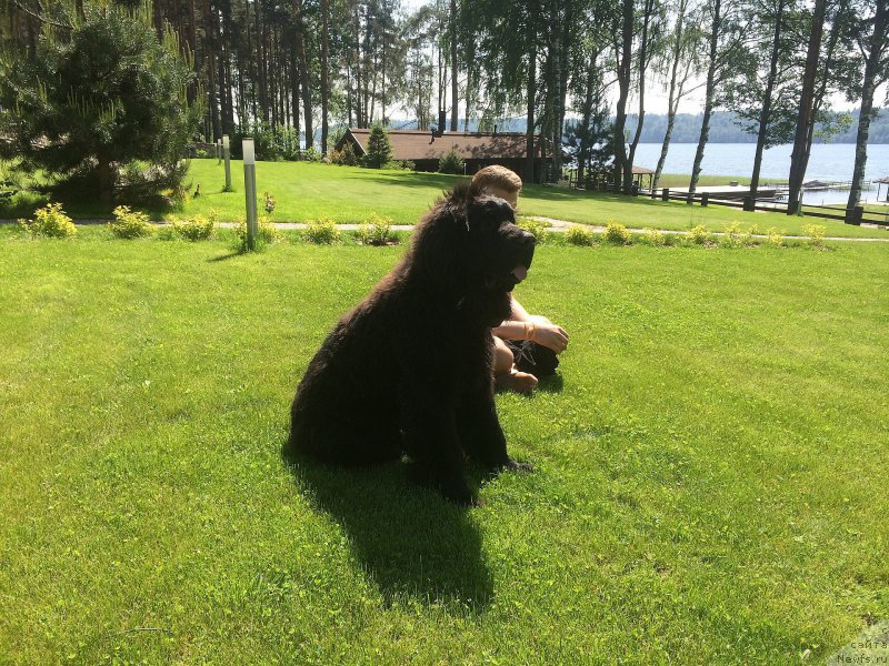 Фото: ньюфаундленд Смигар Ученик Чародея