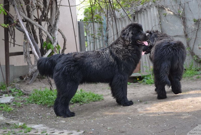 Фото: ньюфаундленд Талисман Моря Магия Волн