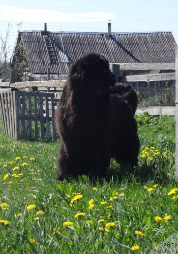 Фото: ньюфаундленд Ньюфорт Царица Ночи
