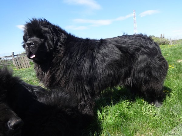 Фото: ньюфаундленд Promise To Love Midnight Bear