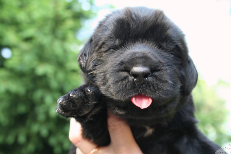 Фото: ньюфаундленд Черная Мафия Шот ин тхе Дарк (Chernaya Mafia Shot in the Dark)