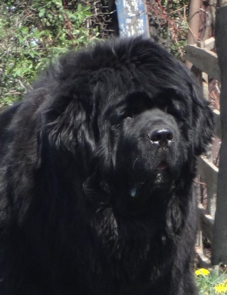 Фото: ньюфаундленд Ньюфорт Царица Ночи