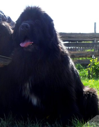 Фото: ньюфаундленд Promise To Love Midnight Bear