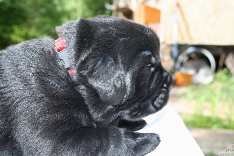 Фото: ньюфаундленд Черная Мафия Шорт анд Свеет (Chernaya Mafia Short and Sweet)