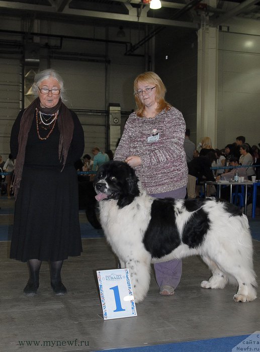 Фото: ньюфаундленд Сент Джонс Валентине'с Дей (Sent Djons Valentine’s Day)
