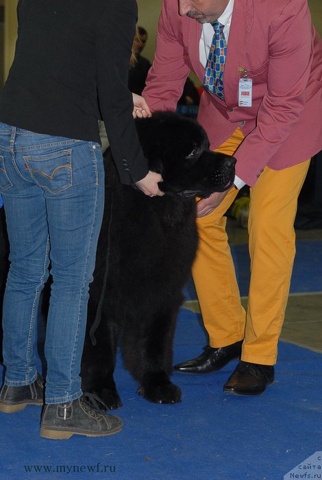 Фото: ньюфаундленд Сент Джонс Заферано (Sent Djons Zaferano)