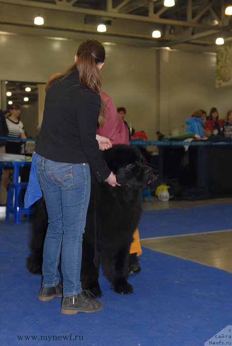 Фото: ньюфаундленд Сент Джонс Заферано (Sent Djons Zaferano)