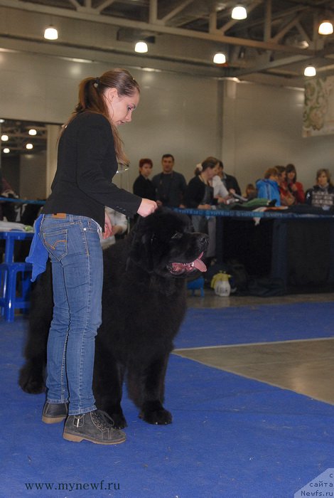Фото: ньюфаундленд Сент Джонс Заферано (Sent Djons Zaferano)