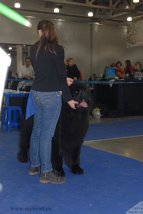 Фото: ньюфаундленд Сент Джонс Заферано (Sent Djons Zaferano)