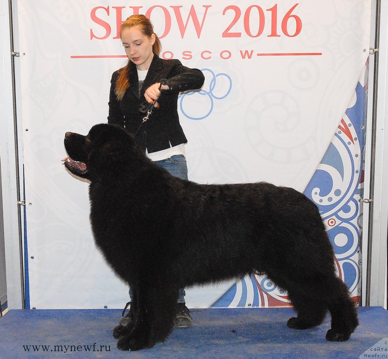 Фото: ньюфаундленд Сент Джонс Заферано (Sent Djons Zaferano)