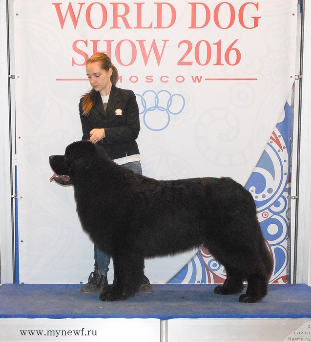 Фото: ньюфаундленд Сент Джонс Заферано (Sent Djons Zaferano)