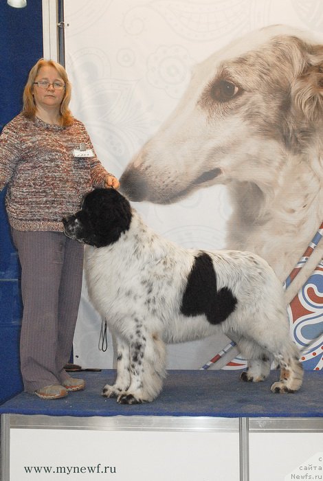 Фото: ньюфаундленд Kloofbears Lancelot for Sent Djons