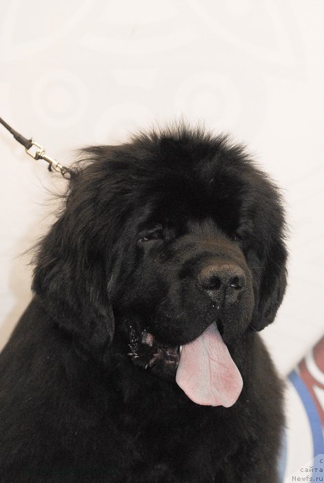 Фото: ньюфаундленд Сент Джонс Бекоз Ай Лове Ю