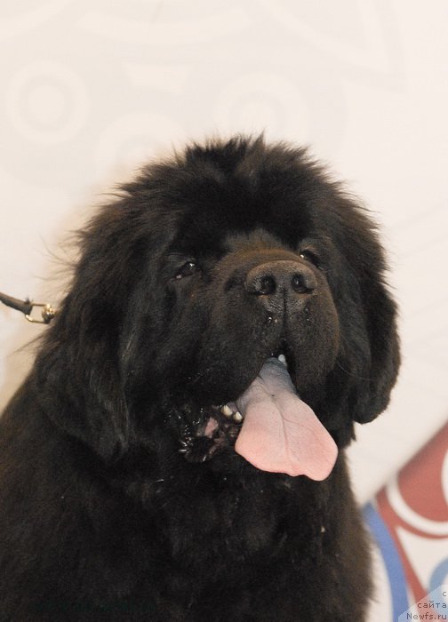 Фото: ньюфаундленд Сент Джонс Бекоз Ай Лове Ю