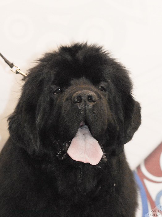 Фото: ньюфаундленд Сент Джонс Бекоз Ай Лове Ю