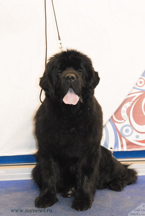 Фото: ньюфаундленд Сент Джонс Бекоз Ай Лове Ю