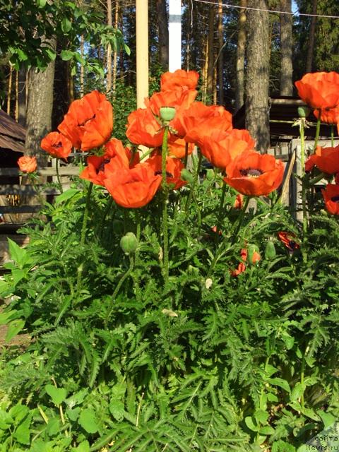 Фотография № 15581