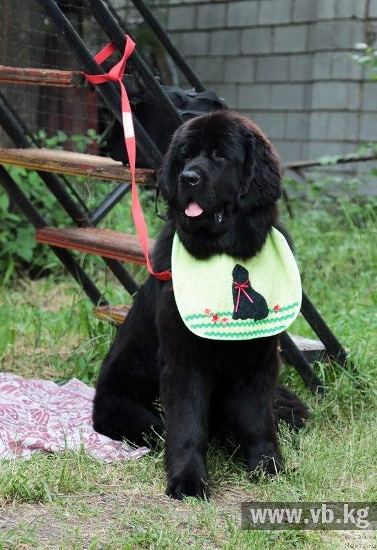 Фото: ньюфаундленд Гем Оф Юниверс