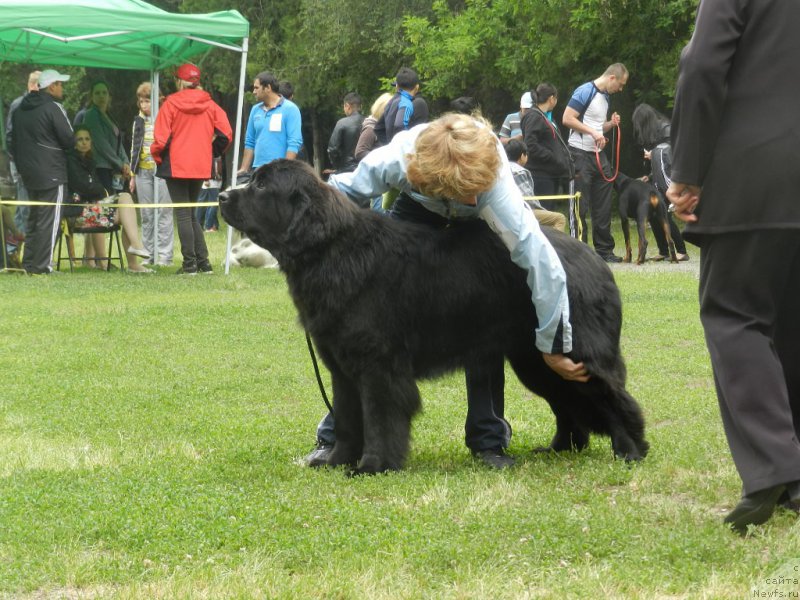 Фото: ньюфаундленд Гем Оф Юниверс