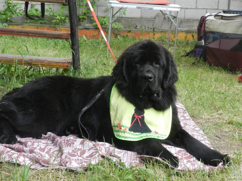 Фото: ньюфаундленд Гем Оф Юниверс