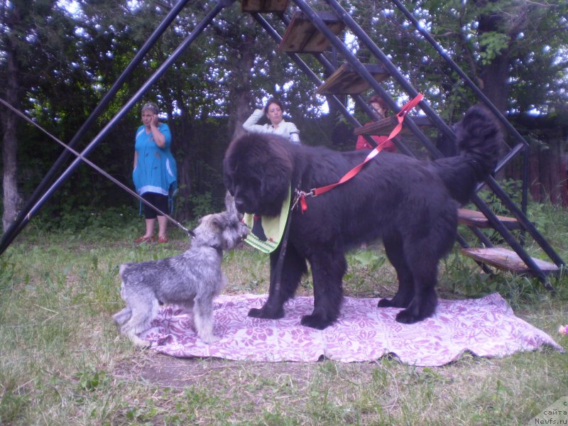 Фото: ньюфаундленд Гем Оф Юниверс