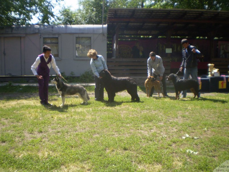 Фото: ньюфаундленд Гем Оф Юниверс