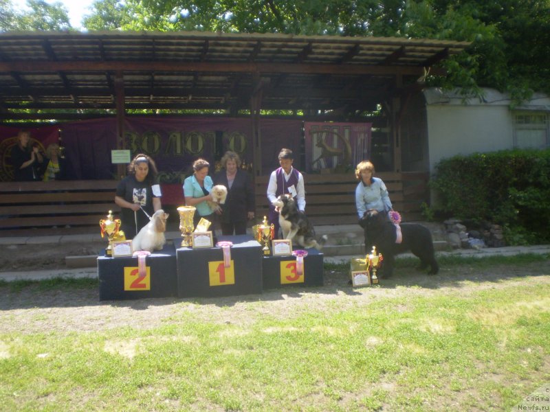 Фото: ньюфаундленд Гем Оф Юниверс