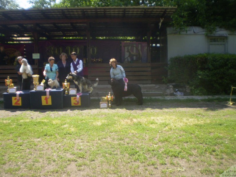 Фото: ньюфаундленд Гем Оф Юниверс