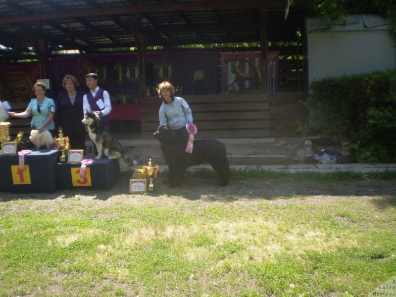 Фото: ньюфаундленд Гем Оф Юниверс