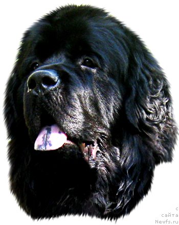 Фото: ньюфаундленд Вин Дизель для Ньюфорт