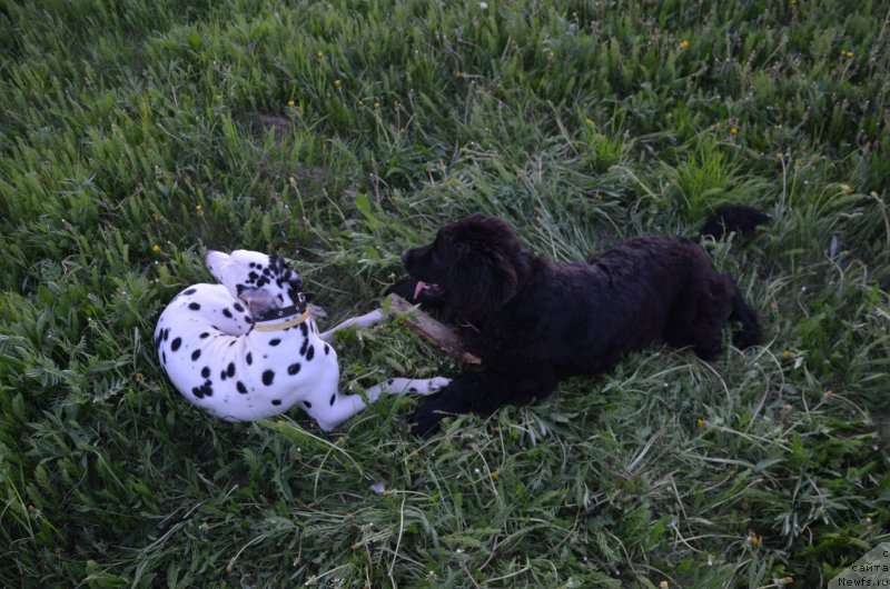 Фото: ньюфаундленд Валмонд Победитель (Valmond Pobeditel)
