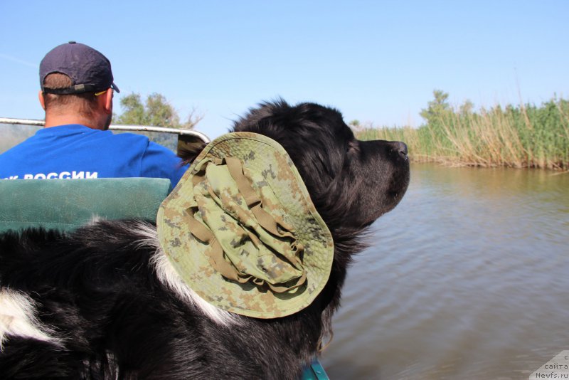 Фото: ньюфаундленд Аквиан Сонг Марио