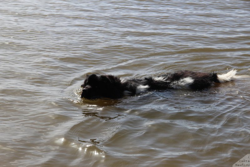 Фото: ньюфаундленд Аквиан Сонг Марио