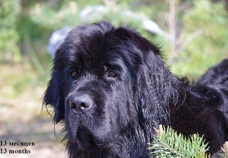 Фото: ньюфаундленд Черная Мафия Меант То Бе (Chernaya Mafia Meant To Be)