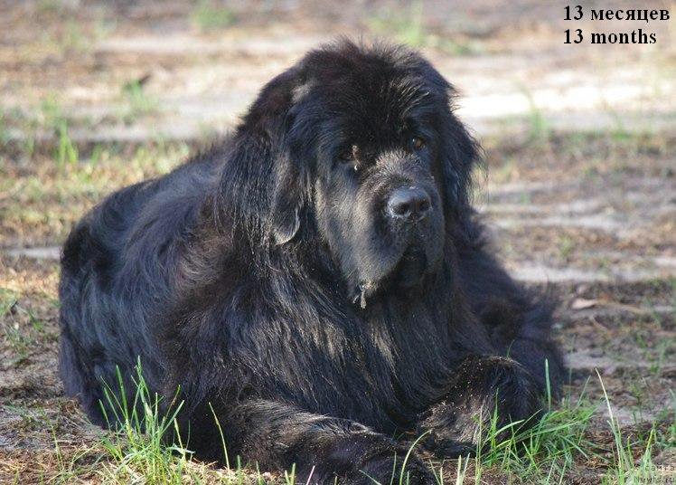 Фото: ньюфаундленд Черная Мафия Меант То Бе (Chernaya Mafia Meant To Be)