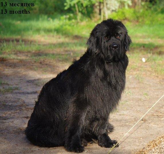 Фото: ньюфаундленд Черная Мафия Меант То Бе (Chernaya Mafia Meant To Be)