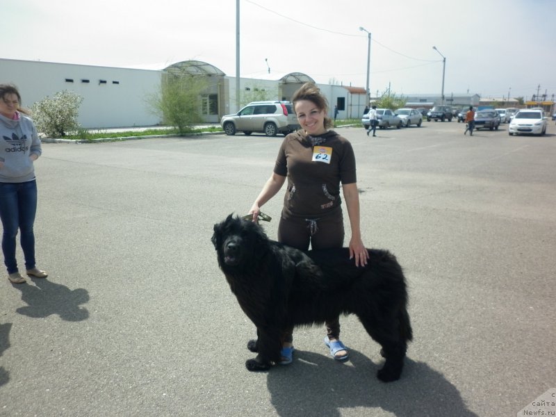 Фото: Татьяна Тихонова, ньюфаундленд Celesta Sozvezdie Istini