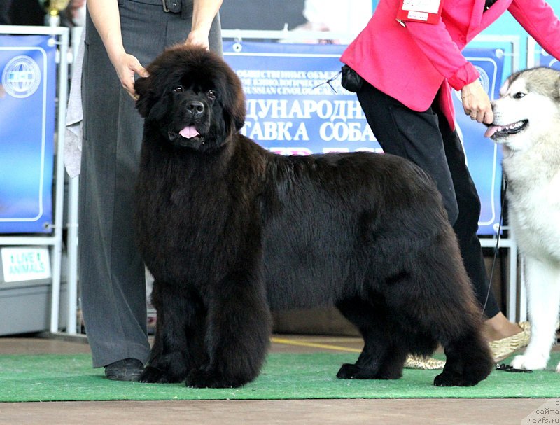 Фото: ньюфаундленд Rain Coast Isn'T It Ironic, Наталья Дубовская
