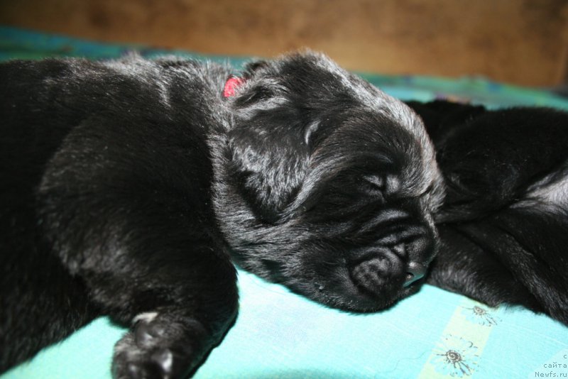 Фото: ньюфаундленд Черная Мафия Шорт анд Свеет (Chernaya Mafia Short and Sweet)