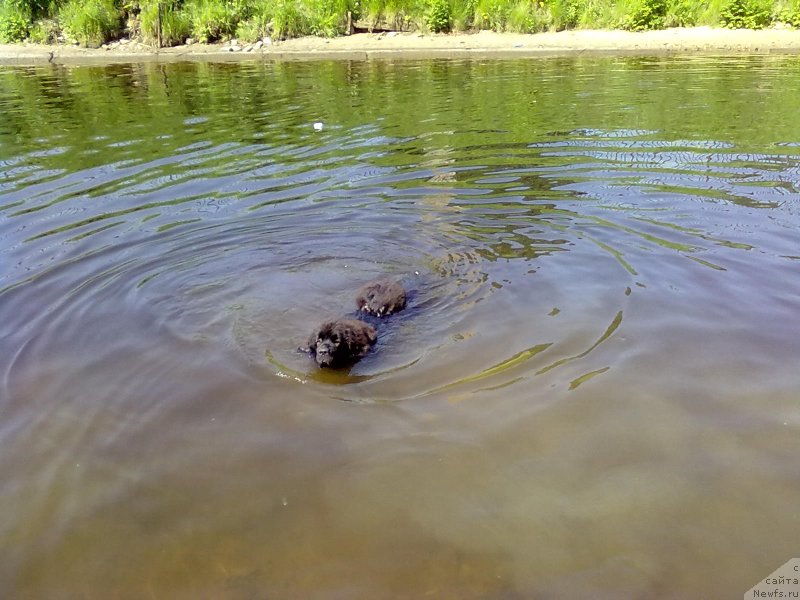 Фото: ньюфаундленд Смигар Тайм Лайн (Smigar Time Line)